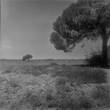 two tuscan pines